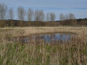 15-Poplar-Field-added-to-land-managed-by-reserve-March-2015