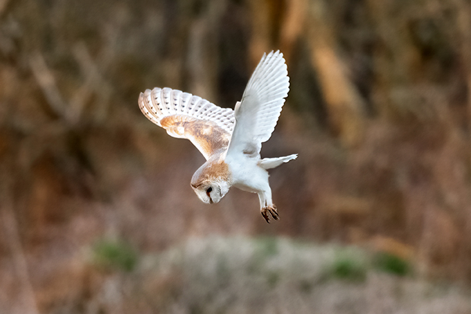 Barn Owl hovering at Rodley Nature Reserve. Image by Kirsty McLeod
