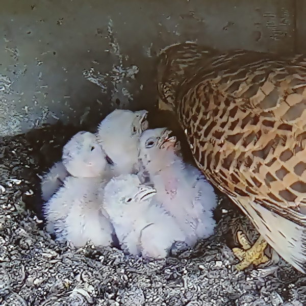 Kestrel feeding chicks in nest box as viewed on the Visitor Centre monitors.