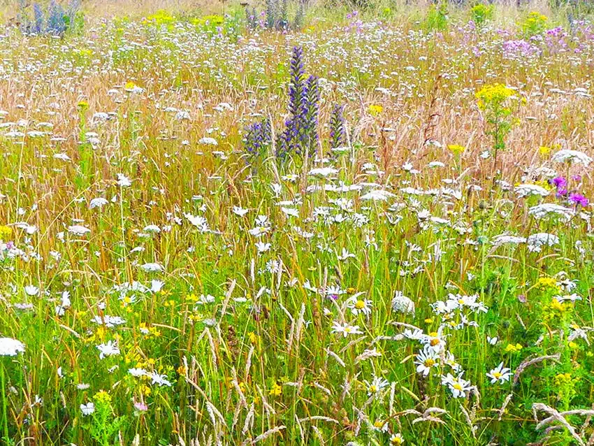 Poplar Wildflower Meadow