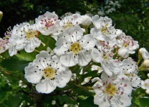 Hawthorn Blossom 