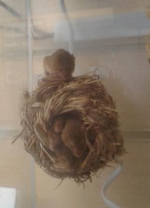 Harvest Mice Nest  