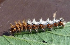 Comma Caterpillar                         