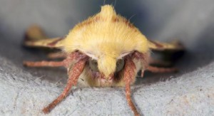 Sallow Moth                            
