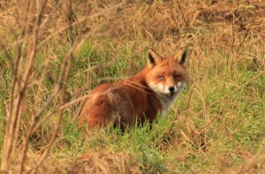 Fox                 