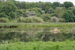 Duck Marsh in Spring             