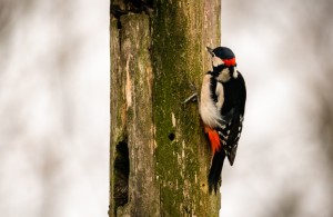 Great Spotted Woodpecker                            