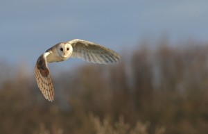 Barn-Owl                          