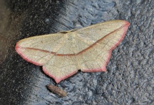 Bloodvein moth                        