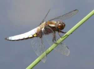 Broad-bodied-Chaser                      