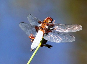 Broad-bodied Chaser        