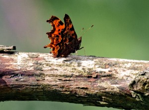 Comma Butterfly                   