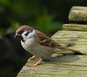 Tree Sparrow        