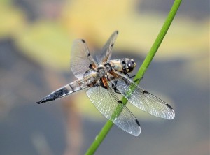 Four spotted Chaser     