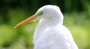 Great Egret           