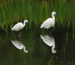 Little Egrets                 