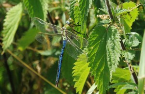 Male Emperor Dragonfly                    