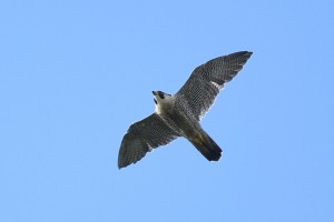Peregrine Falcon      