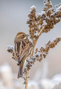 Reed Bunting                      