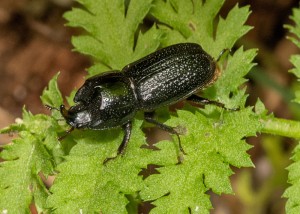 Rhinoceros-beetle           