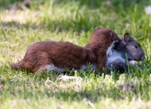 Stoat with squirrel              