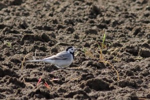 White-Wagtail                           