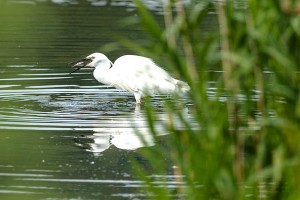 Little Egret             